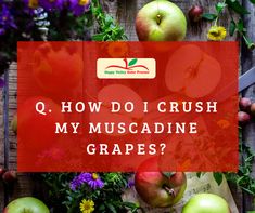 apples and flowers with the words q how do i crush my muscadine grapes?