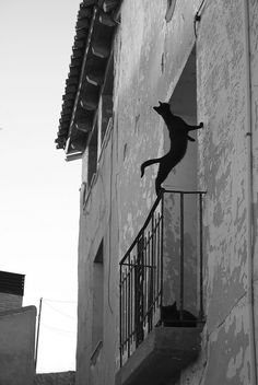 a black cat climbing up the side of a building on top of a metal hand rail