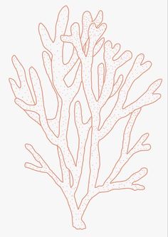 an orange coral on a white background