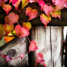 red and yellow leaves are growing on the wooden fence