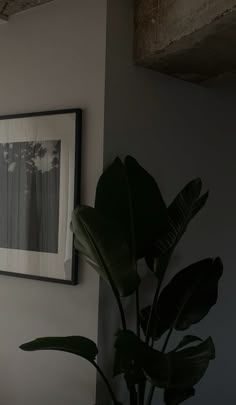 a potted plant sits in front of a framed photograph on the wall next to a window