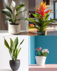 three different types of house plants in pots