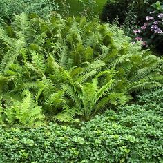 a lush green plant surrounded by shrubbery