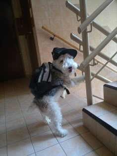 a small dog wearing a hat and carrying a backpack up the stairs with it's paws