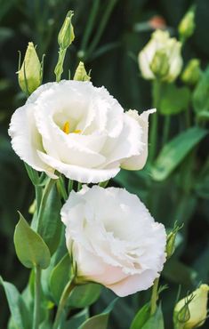 two white flowers are blooming in the garden royalty images and clippings stock photos