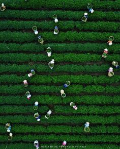 an aerial view of people standing in the middle of a field with rings on them