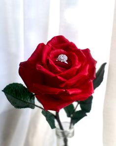 a single red rose in a clear vase