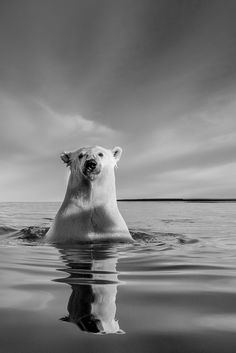 a polar bear is swimming in the water