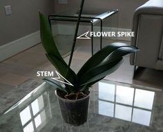 a potted plant sitting on top of a glass table