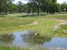 two ducks are swimming in a pond surrounded by wildflowers and trees, near the edge of a grassy field