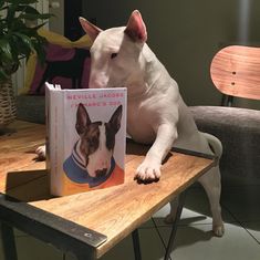 a dog sitting at a table with a book on it