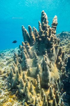 an underwater view of corals and fish in the ocean - stock photo - images