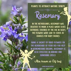 Rosemary  Willow Witchcraft Ayurveda Healing, How To Remember Dreams, Witch Woman, Herbal Witch, Witchy Garden, Paranormal Investigator, Herbs List, Banishing Spell