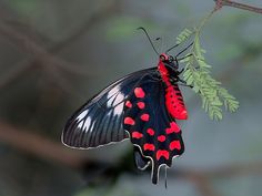 a black and red butterfly sitting on top of a leaf