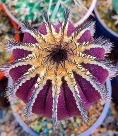 a purple and yellow flower in a pot