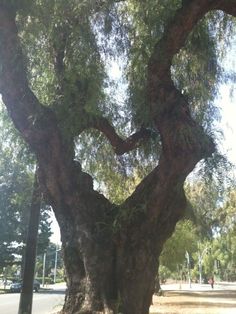 an old tree in the middle of a park with lots of leaves on it's branches