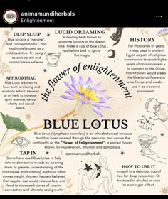 Blue Lotus Witchcraft, Blue Lotus Flower Magical Properties, Blue Lotus Benefits, Blue Lotus Magical Properties, Blue Lotus Flower Benefits, Blue Lotus Oil, Egyptian Blue Lotus, Egyptian Lotus, Herbal Education