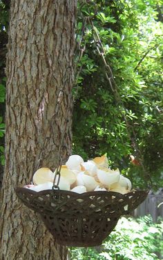 a basket full of mushrooms hanging from a tree