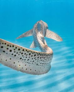 a large fish swimming in the blue water