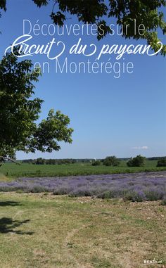 an open field with trees and lavenders in the background