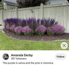 purple flowers are growing in the middle of a flower bed next to a white fence