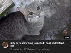 a cat sitting on the ground looking up at something in front of its face with caption