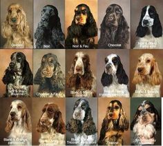 the different breeds of dogs are shown in this image, with their names and pictures