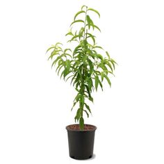 a small plant in a black pot on a white background