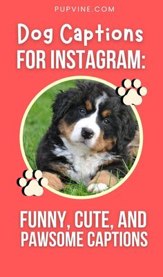 Dog captions for Instagramthe ultimate collection of cutefunnyand inspiring Instagram captions for posts about dogs. Dog Captions, Instagram Captions, Dogs, Funny, Instagram