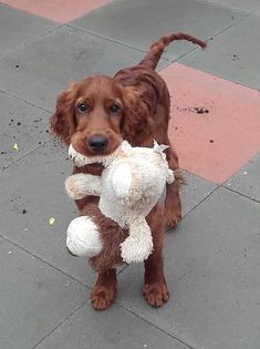 a brown dog holding a white stuffed animal