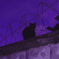 two black cats sitting on top of a wall next to a barb wire fence