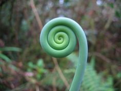 A natural green spiral Divine Geometry, Spirals In Nature, Fibonacci Sequence, Mayan Calendar, Fibonacci Spiral, Witchy Stuff, Inspire Creativity, Golden Ratio, Human Mind