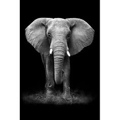 black and white photograph of an elephant with tusks