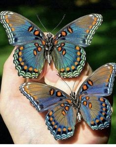 three butterflies are sitting on the palm of someone's hand, which is holding them