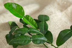 a plant with green leaves on a white cloth background and some brown fabric behind it