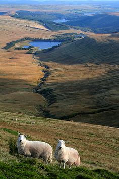 two sheep standing on top of a grass covered hill next to a lake and mountains