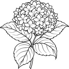 Hydrangea Outline, Plant Outline, Book Page Design, Zentangle Ideas, Black And White Line Art, Henna Ideas, Printable Flower, Fabric Crafts Diy