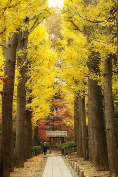 the walkway is lined with trees and yellow leaves