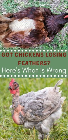 two chickens standing next to each other in the grass with text that reads got chickens losing feathers? here's what is wrong