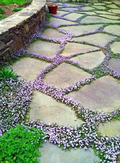 a stone walkway with purple flowers growing on it