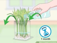 a plant in a vase with water being poured into it and labeled how to care for plants