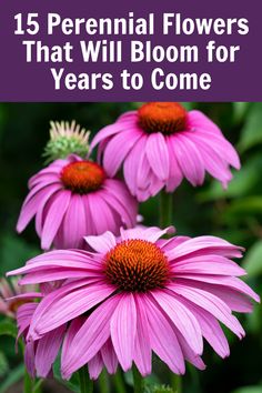 three pink flowers with the title 15 perennial flowers that will bloom for years to come