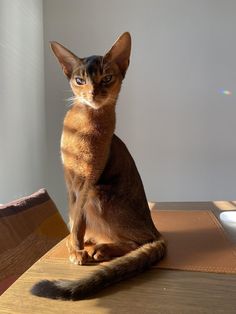 a cat sitting on top of a wooden table next to a white wall and window