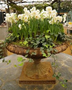 Ivy Flower Arrangements, Narcissus Bridal Crown, Maximalist Flowers, Paperwhite Narcissus, Spring Containers, Common Ivy, Spring Planters, Front Porch Flower Pots, Dish Gardens