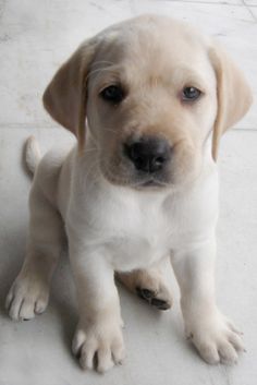 a puppy is sitting on the floor looking at the camera