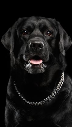 a black dog with a chain around his neck and tongue hanging out to the side