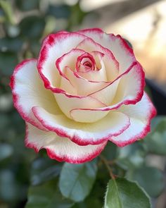 a white and red rose with green leaves