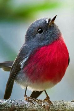 a red and gray bird sitting on top of a tree branch