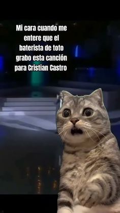 a cat sitting on top of a table with a caption in spanish above it