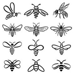 the different types of bees are shown in black and white, including one with two wings